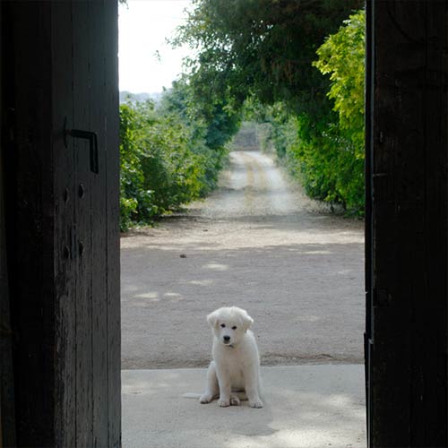 Duca di Castelmonte - Here, animals are loved and cared for – they are part of the family